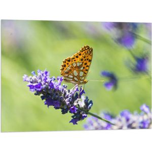 Vlag - Gele Vlinder op Lavendelbloem in Italië - 80x60 cm Foto op Polyester Vlag