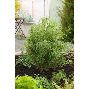 Plants Online - Tuinplanten - Bamboe - Set van 5 - Fargesia rufa - 5 liter pot - Plant 40-60 cm