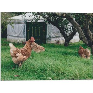 WallClassics - Vlag - Kippen in het Gras - 40x30 cm Foto op Polyester Vlag