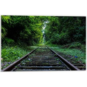 Forex - Treinrails door Bos - 60x40cm Foto op Forex