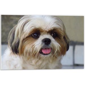 Forex - Boomer met Open Mond - 60x40cm Foto op Forex
