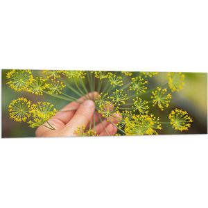 Vlag - Gele Mini Bloemen in Mensenhand - 150x50 cm Foto op Polyester Vlag