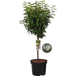 Portugese laurierkers op stam - Prunus Lusitanica Angustifolia - Totale hoogte 85 cm