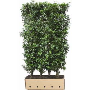 Portugese laurier – Prunus lustanica ‘Angustifolia’ | Hoogte 180-200 cm