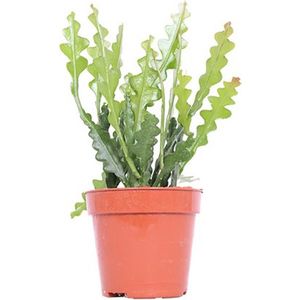 The Green Corner - Epiphyllum anguliger - Hoogte 20cm - Diameter 12cm