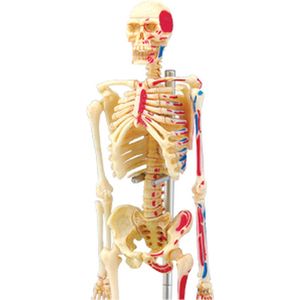 Anatomie skelet modelbouw puzzel