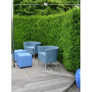 Venijnboom Taxus media Hillii 60-80 cm in Pot, 7x Haagplant