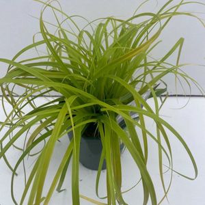 Plants Online - Tuinplanten - Siergrassen - Set van 1 - Carex oshimensis 'Everillo' - 2 liter pot - Plant