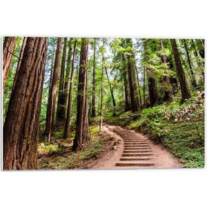 Forex - Trap in Bos met Bomen - 60x40cm Foto op Forex