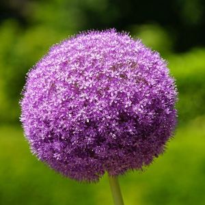 6x Allium 'Ambassador' Pot 9x9cm - Prachtige sierui voor in de tuin