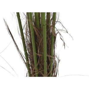 Decoratieve plant DKD Home Decor Palmboom (100 x 100 x 240 cm)