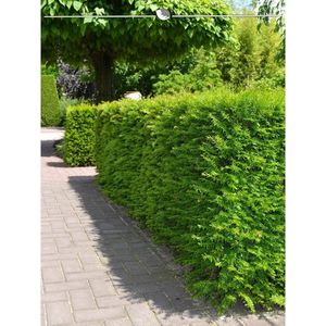 Venijnboom Taxus media Hillii 60-80 cm, 50x Haagplant