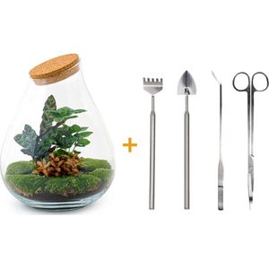 Terrarium - Drop XL Red - ↑ 37 cm - Ecosysteem plant - Kamerplanten - DIY planten terrarium - Mini ecosysteem + Hark + Schep + Pincet + Schaar