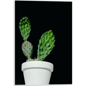 Forex - Cactus in Witte Bloempot - 40x60cm Foto op Forex