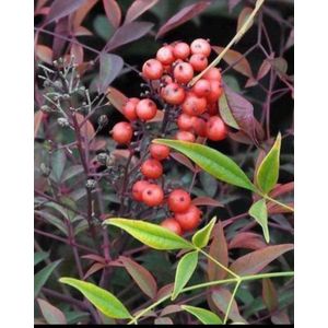 2 x Nandina domestica - Hemelse Bamboe 40- 50 cm in pot