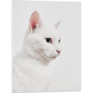 WallClassics - PVC Schuimplaat- Witte Kat tegen Witte Achtergrond - 60x80 cm Foto op PVC Schuimplaat