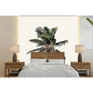 Palmboom - Groen - Natuur - Bladeren - Behangpapier