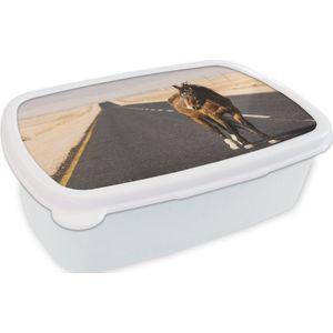 Broodtrommel Wit - Lunchbox - Brooddoos - Paard - Zand - Weg - 18x12x6 cm - Volwassenen