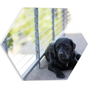 WallClassics - PVC Schuimplaat Hexagon - Liggendde Hond op Stoep - 30x26.1 cm Foto op Hexagon (Met Ophangsysteem)