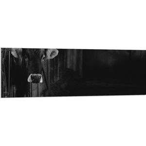 PVC Schuimplaat- Stier in Stal - 150x50 cm Foto op PVC Schuimplaat