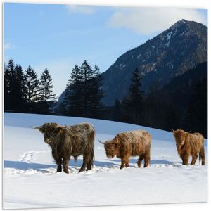 PVC Schuimplaat- Drie Schotse Hooglanders in Sneeuw Landschap bij Bergen - 100x100 cm Foto op PVC Schuimplaat