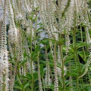 6x Veronicastrum virginicum ‘Album’ - Virginische ereprijs - Pot 9x9 cm