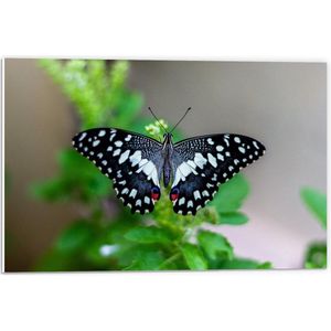 Forex - Bovenaanzicht Zwart/Witte Vlinder op Plant  - 60x40cm Foto op Forex