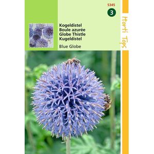 2 stuks Hortitops Echinops Ritro Kogeldistel