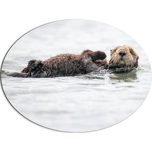WallClassics - Dibond Ovaal - Zwemmende Otters in het Water - 80x60 cm Foto op Ovaal (Met Ophangsysteem)