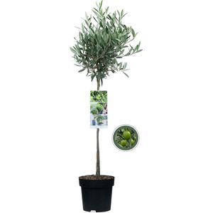 Olijfboom op stam - Olea Europea - Totale hoogte 85 cm