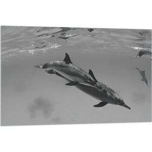 WallClassics - Vlag - Dolfijnen onder Water Zwart / Wit - 105x70 cm Foto op Polyester Vlag
