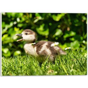WallClassics - PVC Schuimplaat- Baby Eendje in het Gras - 40x30 cm Foto op PVC Schuimplaat