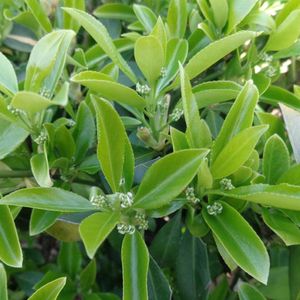 Euonymus fortunei 'Dart's Blanket' - Kardinaalsmuts - 20-30 cm in pot: Bodembedekkende struik met donkergroene bladeren, ideaal voor onderbeplanting.