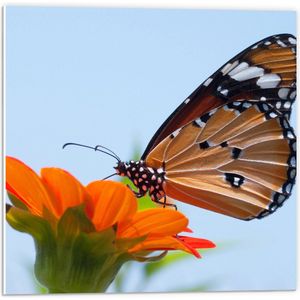 PVC Schuimplaat- Bruine Vlinder met Patroon Zittend op Oranje Bloem - 50x50 cm Foto op PVC Schuimplaat