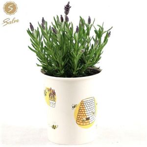 De Kuiflavendel in pot, Kleur Lila/Paars, Tuinplanten, Terrasplanten, Lavandula St. Anouk ® Collection P12 In Cup Bee - Ø13cm - 30cm