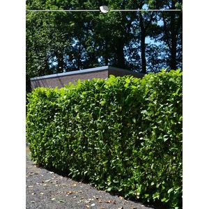 Laurier Prunus Novita 140-160 cm in Pot, 10x Haagplant