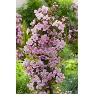 Clematis 'Mayleen' 70- 80cm - 2 stuks - veel roze bloemen - in pot