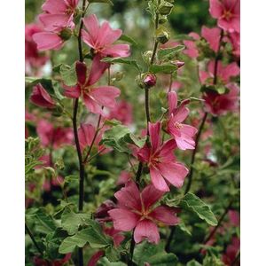 5 stuks Lavatera Burgundy Wine
