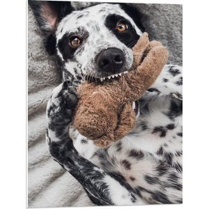PVC Schuimplaat - Dalmatiër Hond Spelend met Bruine Knuffel - 60x80 cm Foto op PVC Schuimplaat (Met Ophangsysteem)