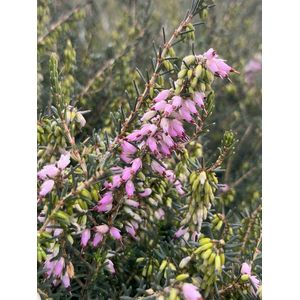 Winterheide Roze - 6 Stuks - Erica darleyensis 'Furzey' - 1.5L