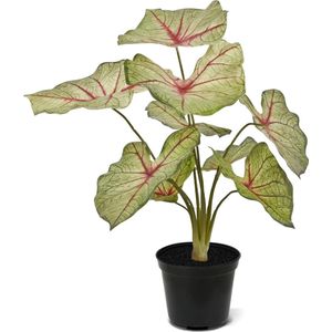 Plantje.nl - Caladium White Queen 45 cm - Kunstplant