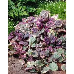 Plants Online - Tuinplanten - Vaste planten - Set van 5 - Ajuga reptans 'Burgundy Glow' - 0.7 liter pot - Plant