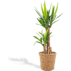 XL Yucca met mand - Palmlelie - 100 cm hoog, ø21cm - Grote Kamerplant - Tropische palm - Luchtzuiverend - Vers van de kwekerij