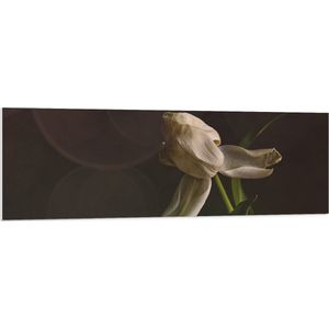 PVC Schuimplaat - Stervende Witte Tulp op Stengel voor Donker Bruine Achtergrond - Bloemen - 150x50 cm Foto op PVC Schuimplaat (Met Ophangsysteem)