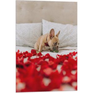 WallClassics - Vlag - Hondje op Bed met Rode Rozenblaadjes - Franse Buldog - 50x75 cm Foto op Polyester Vlag