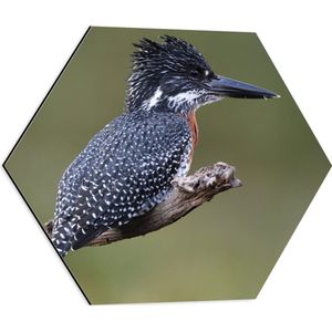 Dibond Hexagon - Afrikaanse Reuzenijsvogel op Tak in de Natuur - 50x43.5 cm Foto op Hexagon (Met Ophangsysteem)