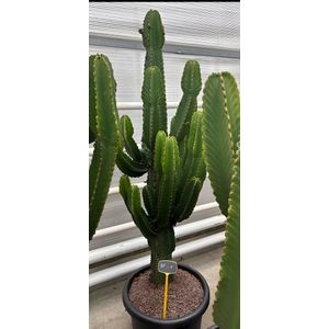 Euphorbia cactus ingens marmorata trio kamerplant