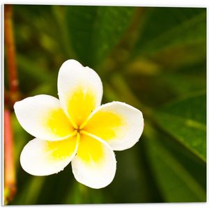 PVC Schuimplaat- Wit met Gele Bloem - Frangipani - 50x50 cm Foto op PVC Schuimplaat