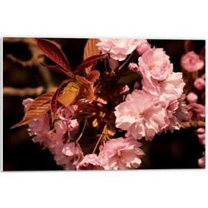 Forex - Roze Bloementak - 60x40cm Foto op Forex