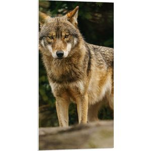 PVC Schuimplaat- Booskijkende Wolf met Oranje Ogen in het Bos - 50x100 cm Foto op PVC Schuimplaat